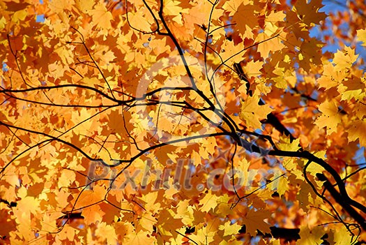 Background of bright orange fall maple leaves with tree branches