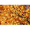 Background of bright orange fall maple leaves with tree branches