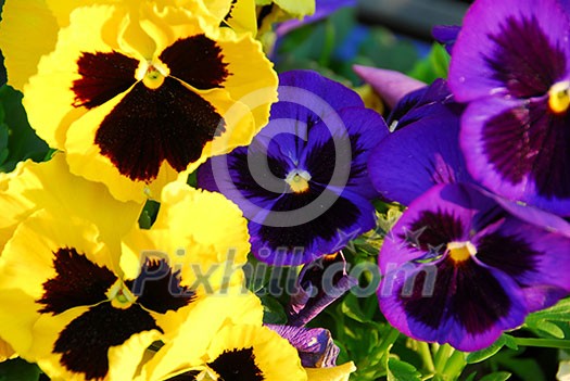 Pansies close up Pansies close up