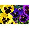 Pansies close up