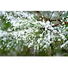 Pine needles with snowflakes; single snowflakes are visible at full size.