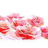 Pink roses floating in water with white space for copy