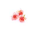 Three pink roses on white background with space for copy