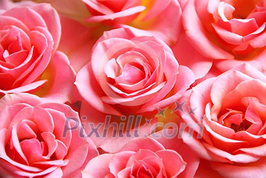 Botanical flower background of pink rose blossoms 