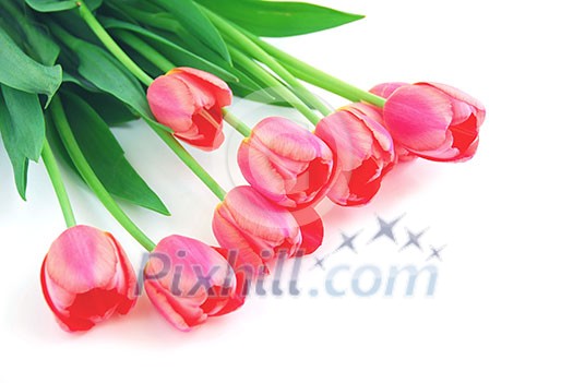 Pink tulips on white background Pink tulips on white background
