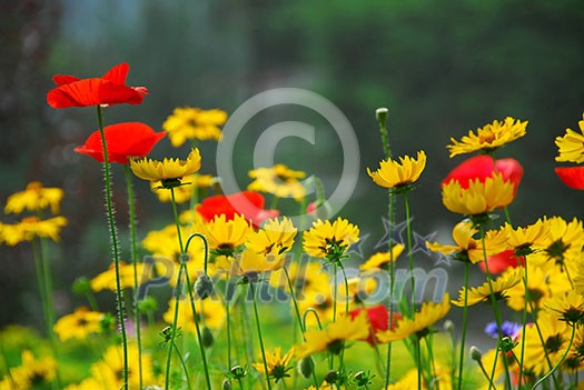 Red poppies and yellow coreopsis in a summer garden