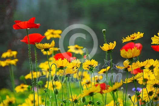 Red poppies and yellow coreopsis in a summer garden Red poppies and yellow coreopsis in a summer garden