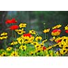 Red poppies and yellow coreopsis in a summer garden
