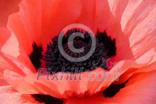 Poppy flower macro