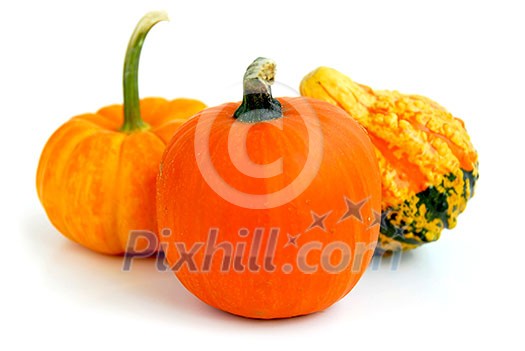 Three mini pumpkins on white background
