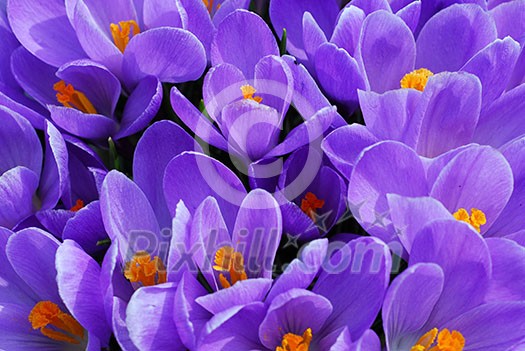 Purple crocuses closeup Purple crocuses closeup