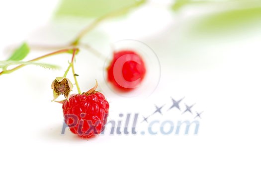 Macro of raspberry branch on white background