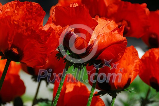 Big Island poppies growing in a garden, closeup Big Island poppies growing in a garden, closeup