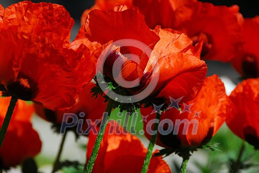 Big Island poppies growing in a garden, closeup