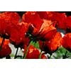 Big Island poppies growing in a garden, closeup