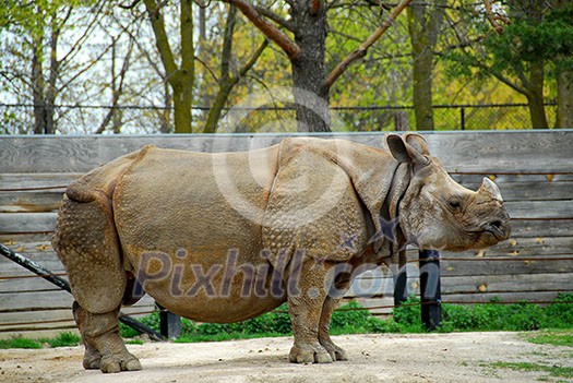 African white rhinoceros