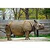 African white rhinoceros