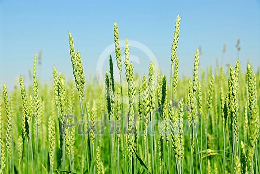 Growing green grain rye with blue sky Growing green grain rye with blue sky