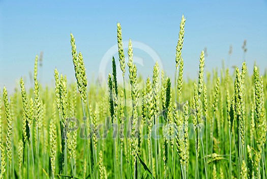 Growing green grain rye with blue sky