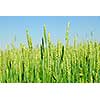 Growing green grain rye with blue sky