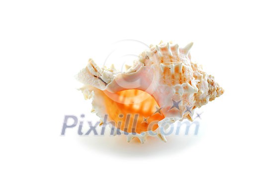 Sea shell on white background Sea shell on white background