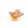 Sea shell on white background