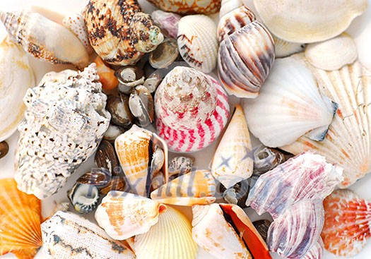 Assorted sea shells background Assorted sea shells background