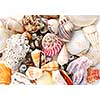 Assorted sea shells background