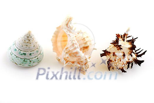 Three sea shells isolated on white background Three sea shells isolated on white background