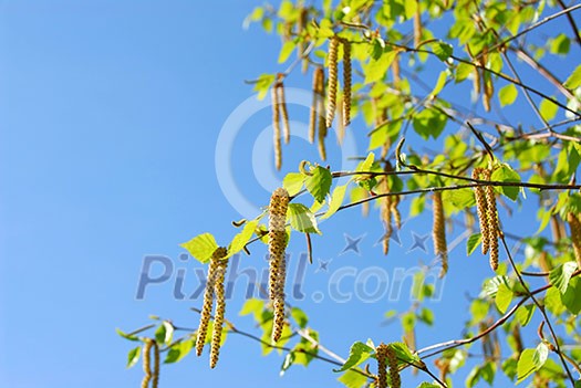 Branches of a blooming birch tree with fresh new leaves in the spring