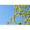 Branches of a blooming birch tree with fresh new leaves in the spring