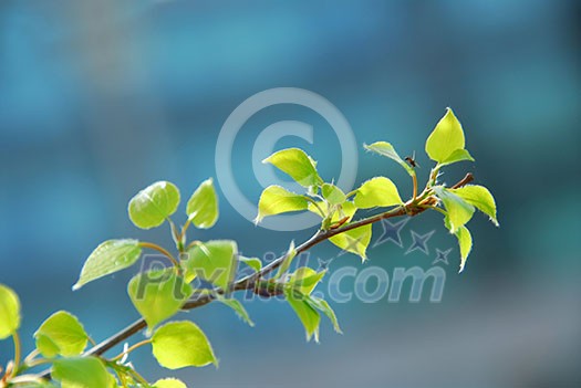 Young bright green spring leaves