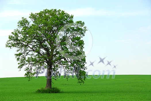 Single tree in summer horizontal