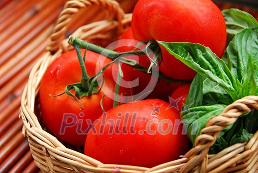 Tomatos and basil in a basket