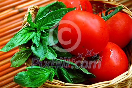 Fresh tomatoes and green basil in a basket Fresh tomatoes and green basil in a basket