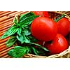 Fresh tomatoes and green basil in a basket