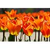 Orange backlit tulips