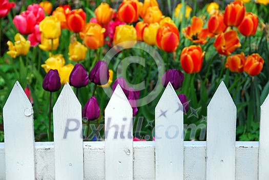Colorful tulips behing white fence Colorful tulips behing white fence