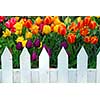 Colorful tulips behing white fence