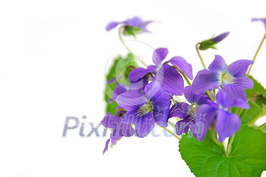 Wild spring violets on white background, corner Wild spring violets on white background, corner