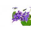 Wild spring violets on white background, corner