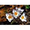 White crocus flowers