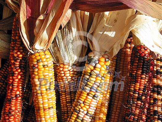 Colorful indian corn at Thanksgiving time Colorful indian corn at Thanksgiving time