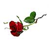 Beautiful single red rose isolated on white background