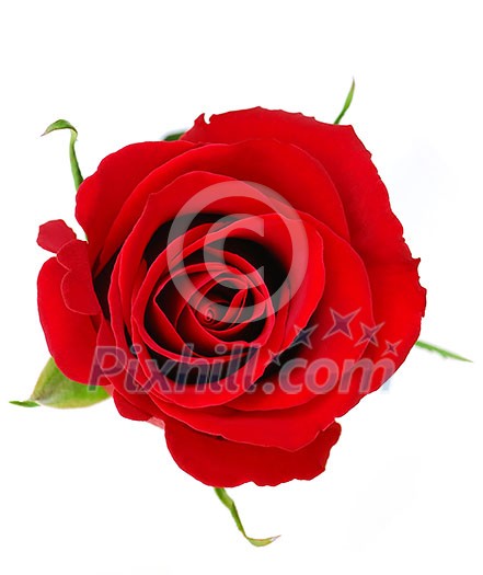 Top view of a red rose blossom isolated on white background