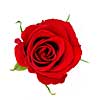Top view of a red rose blossom isolated on white background