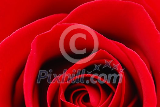 Macro image of a beautiful red rose