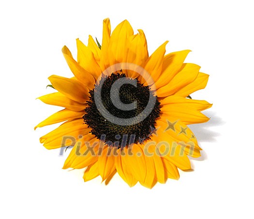 Single sunflower isolated on white background