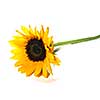 Single sunflower isolated on white background