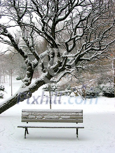 Winter bench in a park covered with snow, under a tree Winter bench in a park covered with snow, under a tree